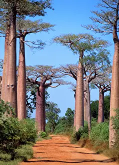 Baobab Tree Madagascar