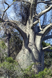Images Dated 29th October 2002: Baobab Tree Mayotte, Indian Ocean