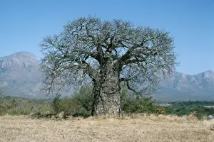 Baobabs Prints: Baobab Tree PS 2037 Descriptoin - Location Adansonia digitata © Peter Steyn / ARDEA LONDON
