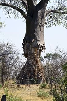 Images Dated 3rd November 2012: Baobab Tree - showing trunk partially eaten by