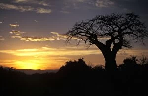 Images Dated 3rd December 2010: Baobab Tree at Sunset Tarangire National Park, Tanzania
