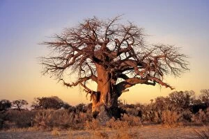Adansonia Gallery: Baobab Tree  winter