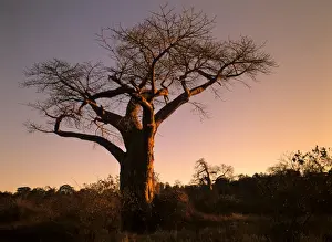 Baobabs Prints: Baobab trees giant individuals in last evening light Kruger National Park, South Africa