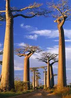 Baobab Trees - at sunset Madagascar