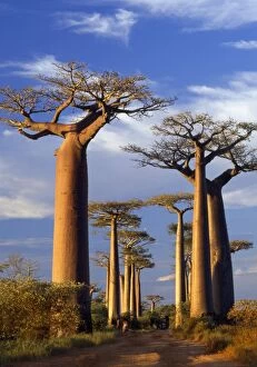 Sunsets & Sunrises Collection: Baobab Trees - at sunset Madagascar