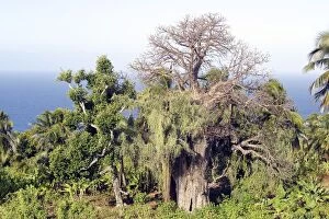 Images Dated 9th August 2004: Baobab.Adansonia digitata