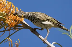 Bar-breasted Honeyeater - Feeding on Fern-leafed Grevillea (Grevillea pteridifolia) at Galvan's Gorge, Gibb River Road, Kimberley, Western Australia