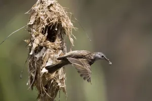 Faeces Prints: Bar-breasted Honeyeater removing dropping Inhabits tree-lined watercourses with water