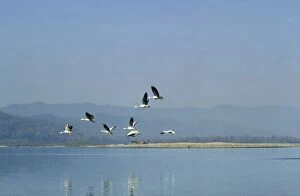 Images Dated 27th November 2007: Bar-headed Geese - in flight over river Narayani River Chitwan National Park, Nepal