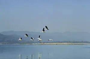 Bar-headed Geese - in flight over river Narayani River Chitwan National Park, Nepal