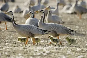 Geese Prints: Bar-headed Geese - With goslings - Lake Quinghai Tibet plateau China