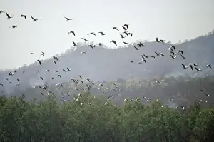 Geese Prints: Bar-headed Geese - migrating over Himalayas, without oxygen. Kathmandu, Nepal