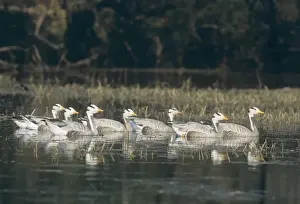 Bar Headed Prints: Bar-headed Geese swiming, Keoladeo National Park, India