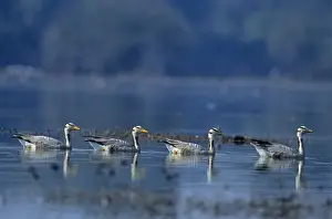 Bar Headed Prints: Bar-headed Geese - In water Keoladeo National Park, India