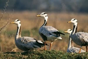 Bar-headed GEESE - X4, on mound