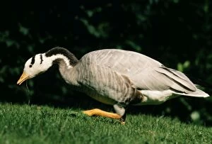 Images Dated 23rd August 2005: Bar-headed Goose