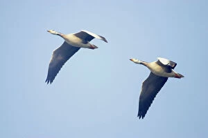 Images Dated 18th June 2009: Bar-Headed Goose - In flight