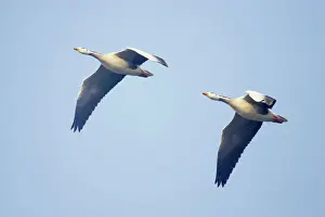 Geese Prints: Bar-Headed Goose - In flight - Keoladeo Ghana National Park - Bharatpur - Rajasthan - India BI017580