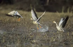 Bar-headed Goose Geese in flight, taking off India