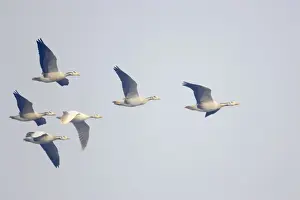 Bar-Headed Goose - group in flight - Keoladeo Ghana National Park - Bharatpur - Rajasthan - India BI017566