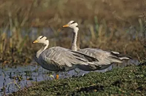 Bar Headed Prints: Bar-headed Goose on the mound, Keoladeo Narional Park, India