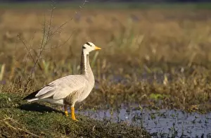 Bar Headed Prints: Bar-headed Goose on the mound, Keoladeo National Park, India