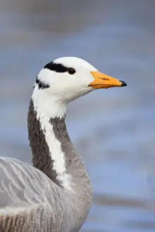 West Country Prints: Bar Headed Goose - Par - Cornwall - UK