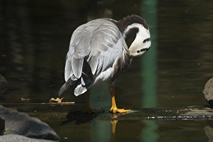 Images Dated 10th January 2005: Bar-headed Goose - Preening A widespread winter visitor in India on large rivers and inland lakes