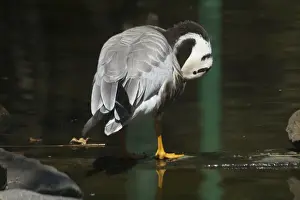 Bar Headed Prints: Bar-headed Goose - Preening A widespread winter visitor in India on large rivers and inland lakes