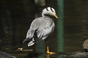 Images Dated 10th January 2005: Bar-headed Goose - Standing at waters edge A widespread winter visitor in India on large rivers