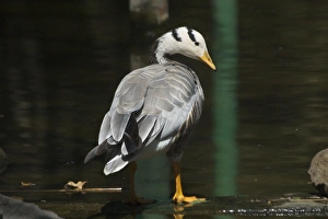 Images Dated 10th January 2005: Bar-headed Goose - Standing at waters edge A widespread winter visitor in India on large rivers