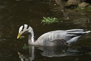 Bar-headed Goose - On water