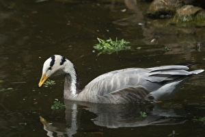 Images Dated 10th January 2005: Bar-headed Goose - On water A widespread winter visitor in India on large rivers and inland lakes