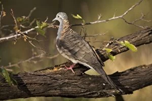 Images Dated 6th June 2006: Bar-shouldered Dove - Common across northern and eastern Australia