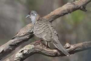 Images Dated 30th September 2004: Bar-shouldered Dove Found across the north and east of Australia