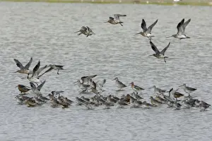 Knot Prints: Bar-Taied Godwit - and Knot taking flight from sea shore, June Isle of Texel, Holland