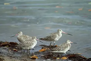 Godwit Prints: Bar-tailed Godwit