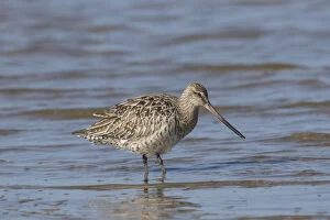Bar-tailed Godwit - adult female in shallow water - Wadden Sea National Park, Germany Date: 25-May-19