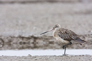 Bar Tailed Godwit Collection: Bar-tailed Godwit - adult with injured leg resting on estuary. Norfolk, UK