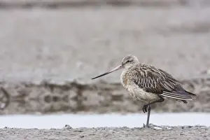 Norfolk Prints: Bar-tailed Godwit - adult with injured leg resting on estuary. Norfolk, UK