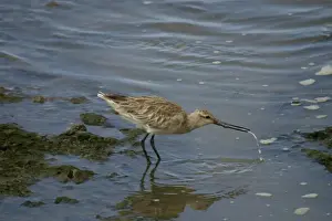 Bar Tailed Prints: Bar-tailed Godwit Cairns foreshore, Queensland, Australia