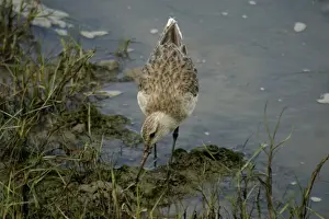Bar-tailed Godwit Cairns foreshore, Queensland, Australia