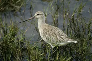 Bar-tailed Godwit Cairns foreshore, Queensland, Australia
