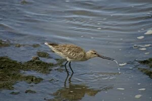 Images Dated 21st October 2003: Bar-tailed Godwit Cairns foreshore, Queensland, Australia