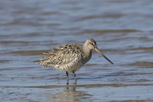 Bar Tailed Godwit Collection: Bar-tailed Godwit female 01