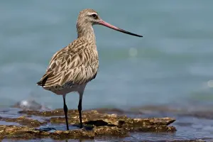 Bar Tailed Prints: Bar-tailed Godwit female showing long bi-coloured bill Breeds in the far north Arctic tundra from Scandinavia to