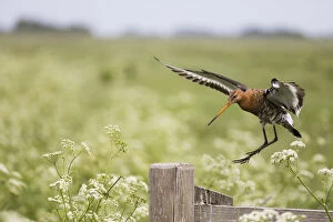 Black Tailed Godwit Gallery: Bar - tailed Godwit - in flight landing on postI, sland of Texel, The Netherlands  Date: 11-Feb-19
