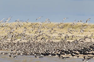 Bar-tailed Godwit - flock in flight - Germany