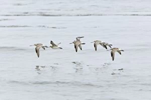 Bar-tailed Godwit - flock in flight over North
