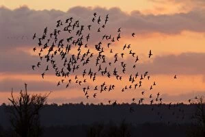 Bar-tailed godwit - flock of mainly bar-tailed godwits (with some Knot) silhouetted against the sunrise